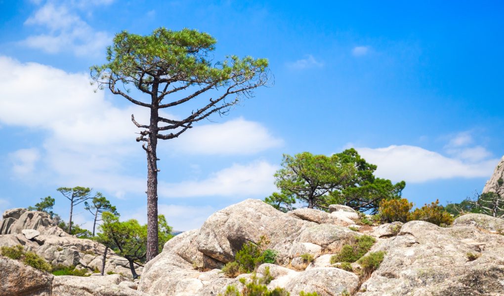 hotel_don_cesar_nature_corse